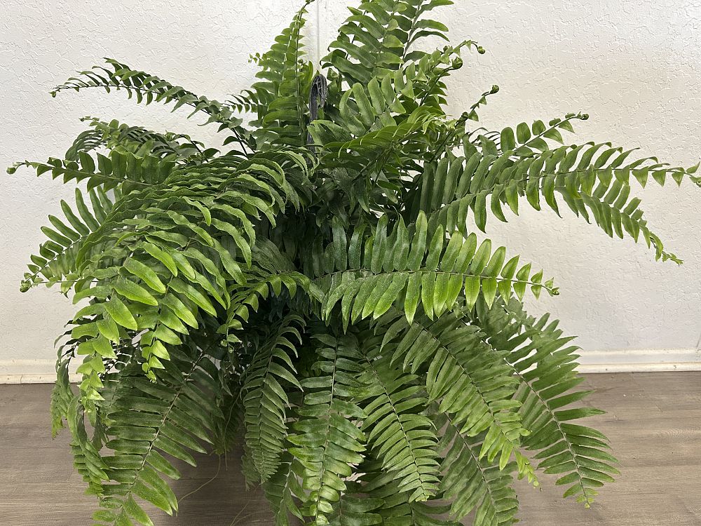 nephrolepis-biserrata-macho-giant-sword-fern-macho-fern