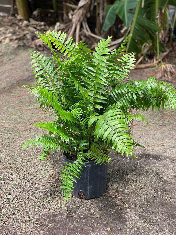 nephrolepis-biserrata-macho-giant-sword-fern-macho-fern