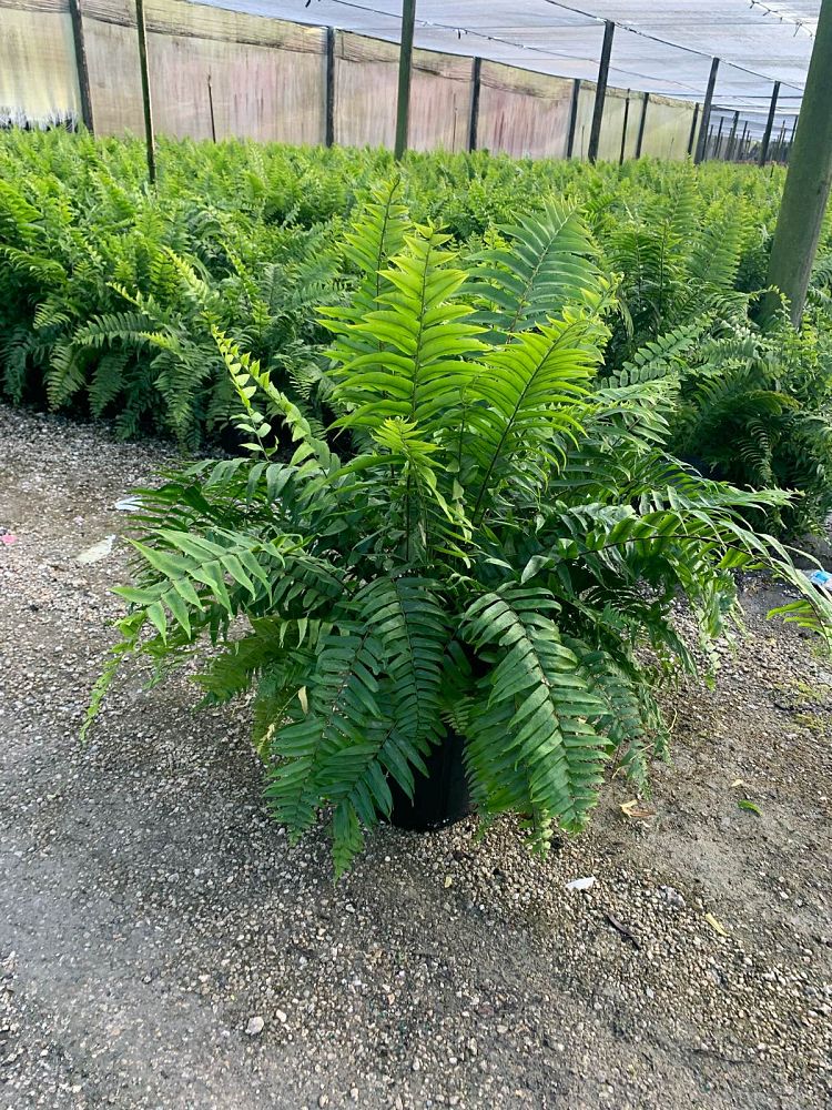 nephrolepis-biserrata-macho-giant-sword-fern-macho-fern
