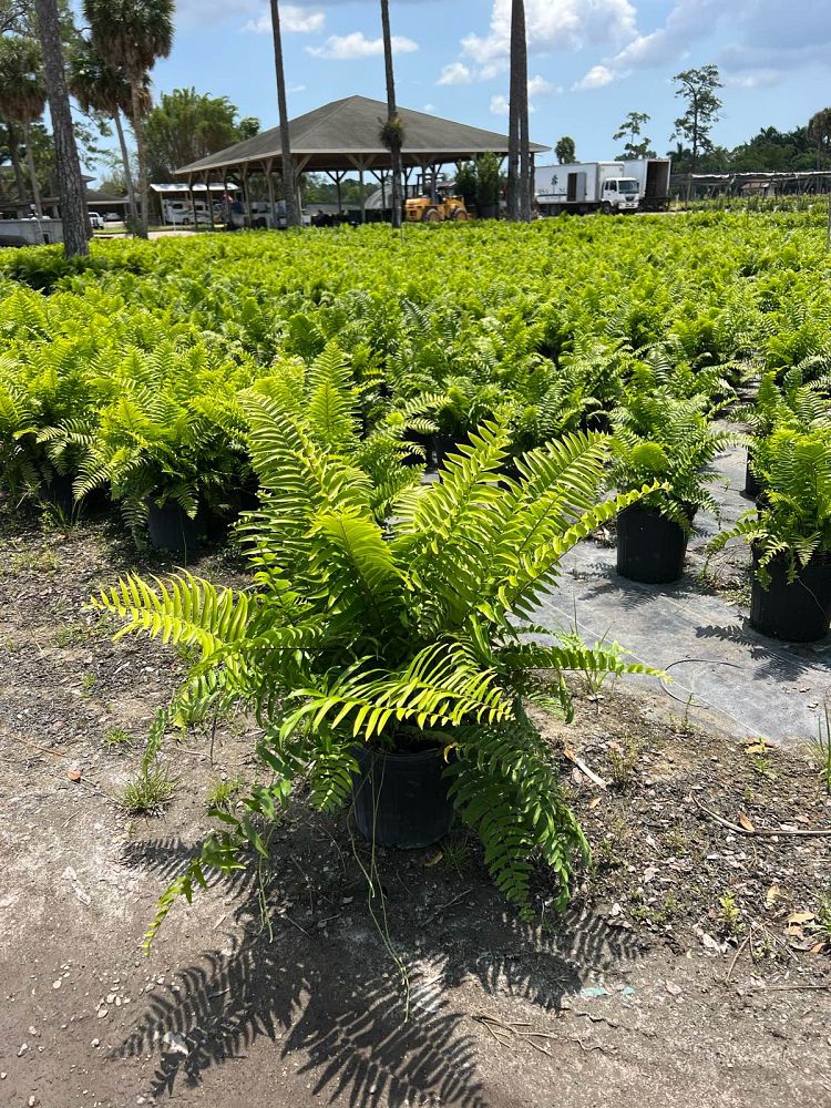 nephrolepis-biserrata-macho-giant-sword-fern-macho-fern