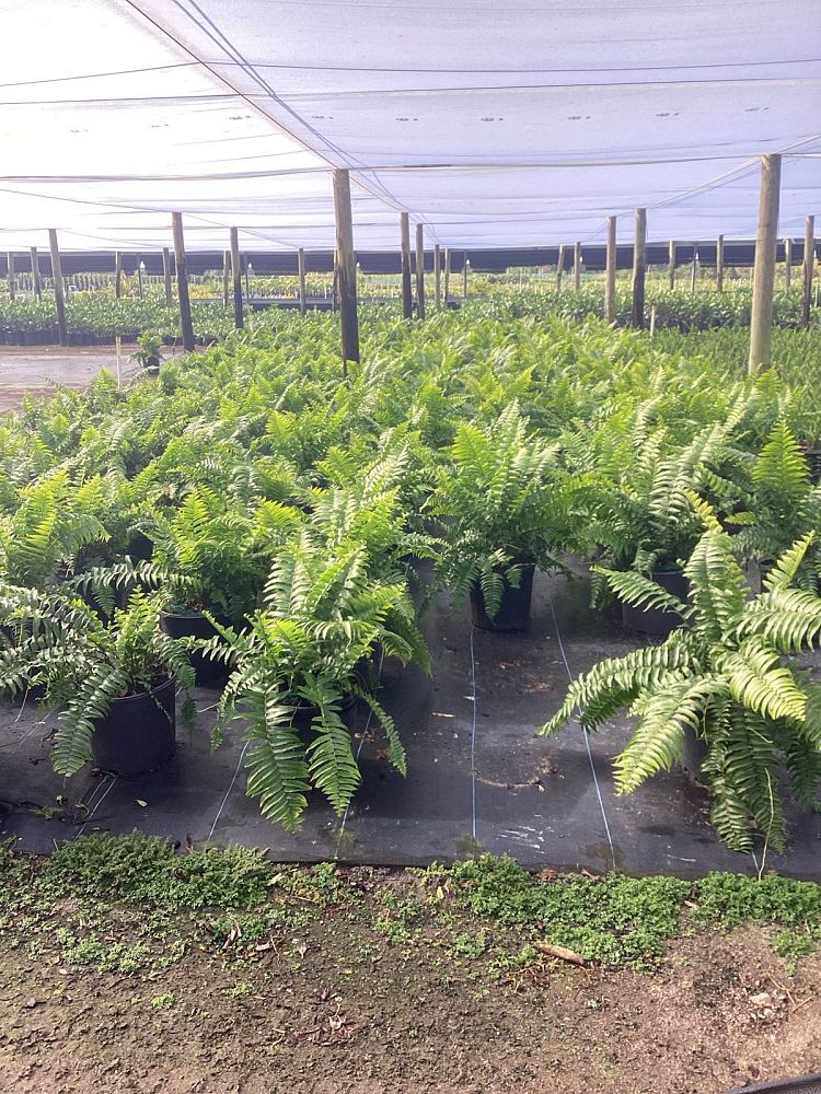 nephrolepis-biserrata-macho-giant-sword-fern-macho-fern