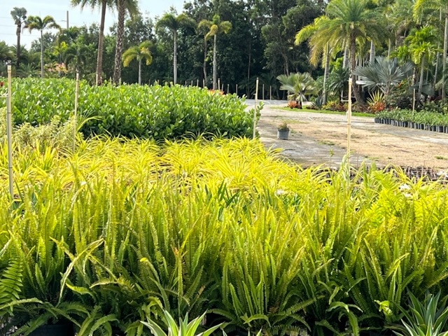 nephrolepis-biserrata-macho-giant-sword-fern-macho-fern