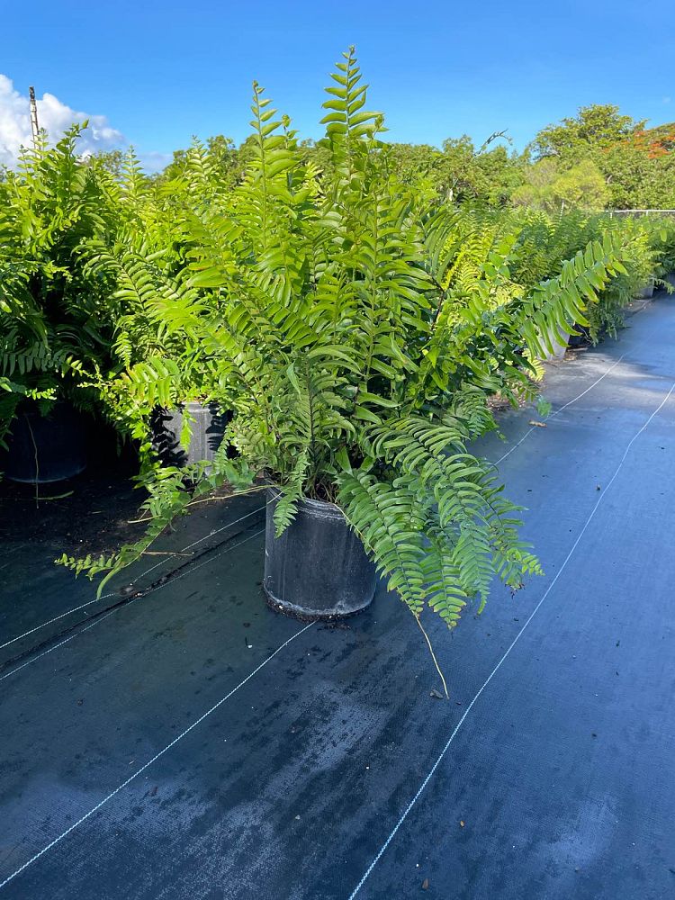 nephrolepis-biserrata-macho-giant-sword-fern-macho-fern