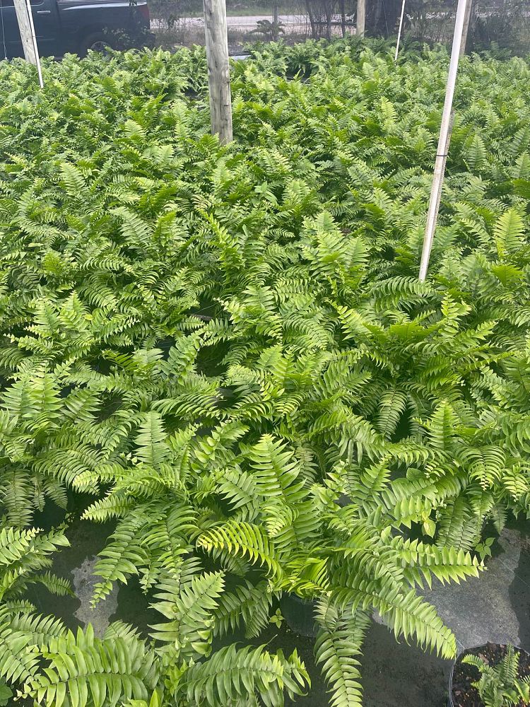 nephrolepis-biserrata-macho-giant-sword-fern-macho-fern
