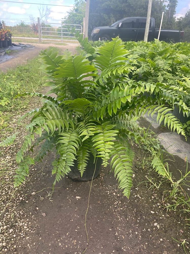 nephrolepis-biserrata-macho-giant-sword-fern-macho-fern