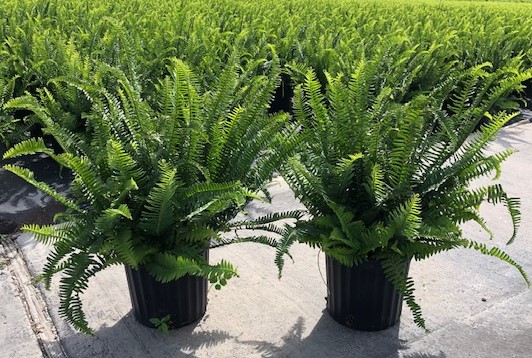 nephrolepis-biserrata-macho-giant-sword-fern-macho-fern