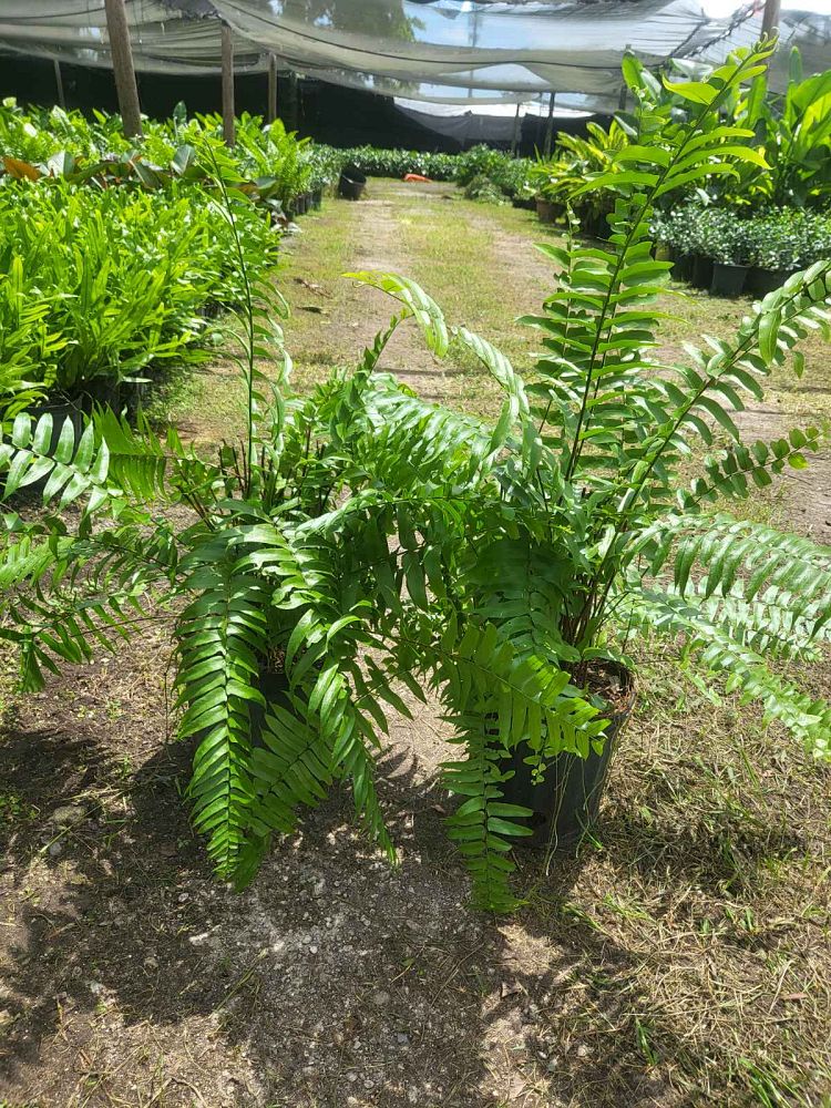 nephrolepis-biserrata-macho-giant-sword-fern-macho-fern