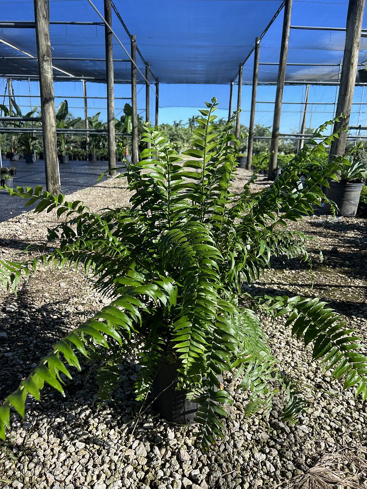 nephrolepis-biserrata-macho-giant-sword-fern-macho-fern