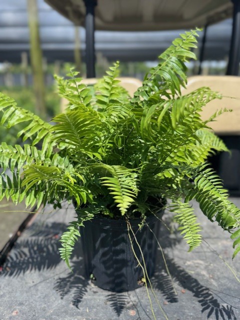 nephrolepis-biserrata-macho-giant-sword-fern-macho-fern
