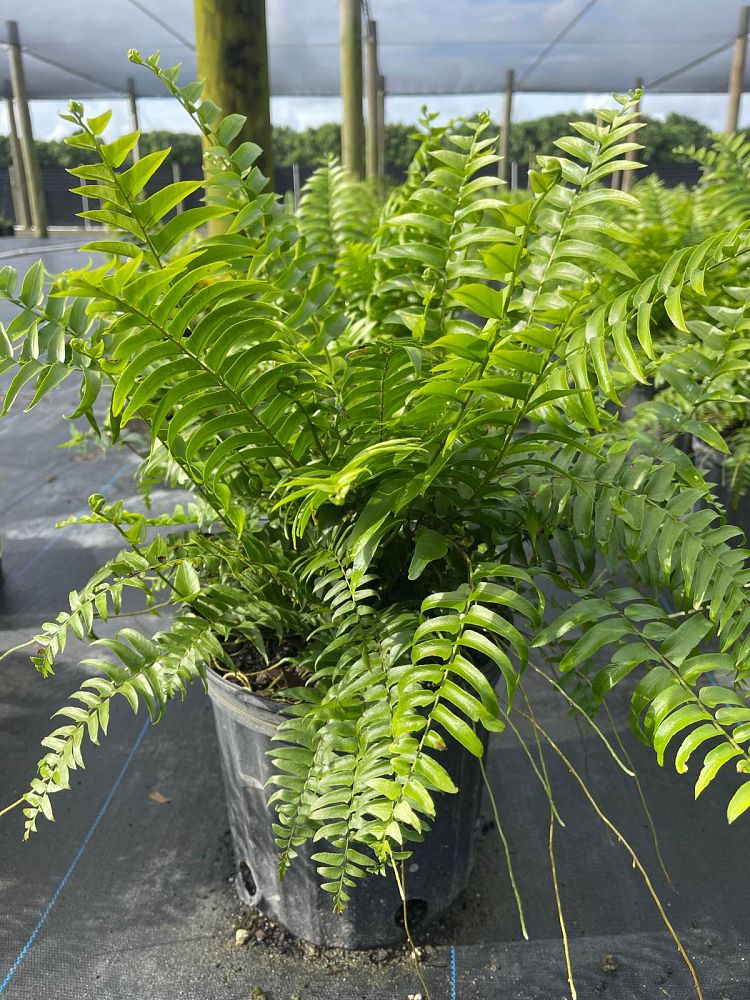 nephrolepis-biserrata-macho-giant-sword-fern-macho-fern