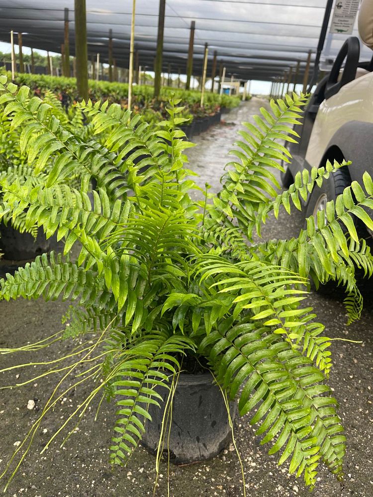 nephrolepis-biserrata-macho-giant-sword-fern-macho-fern