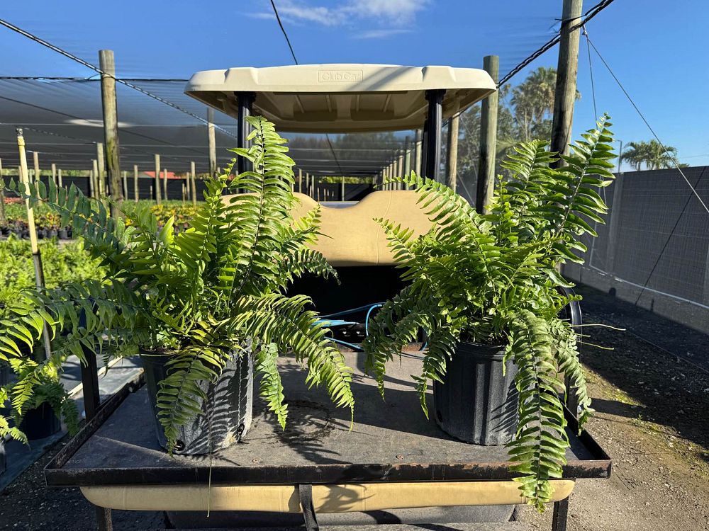 nephrolepis-biserrata-macho-giant-sword-fern-macho-fern