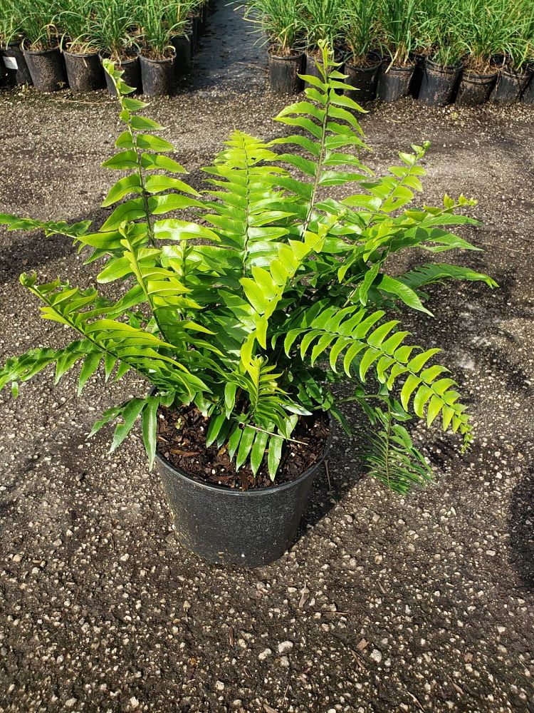nephrolepis-biserrata-macho-giant-sword-fern-macho-fern