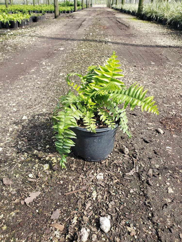 nephrolepis-biserrata-macho-giant-sword-fern-macho-fern
