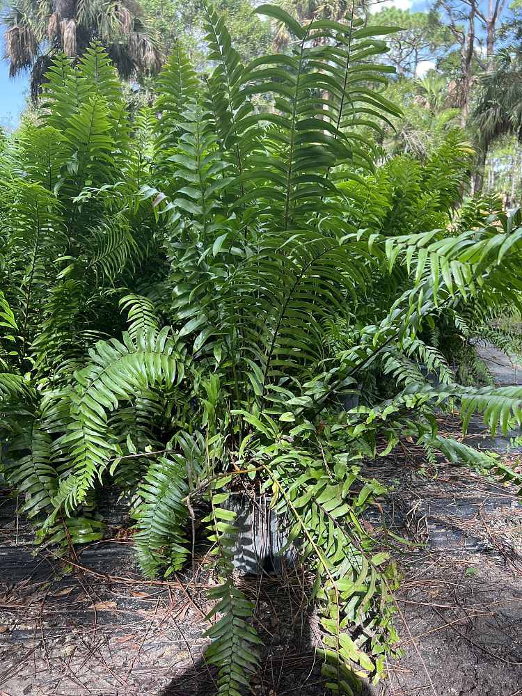 nephrolepis-biserrata-macho-giant-sword-fern-macho-fern
