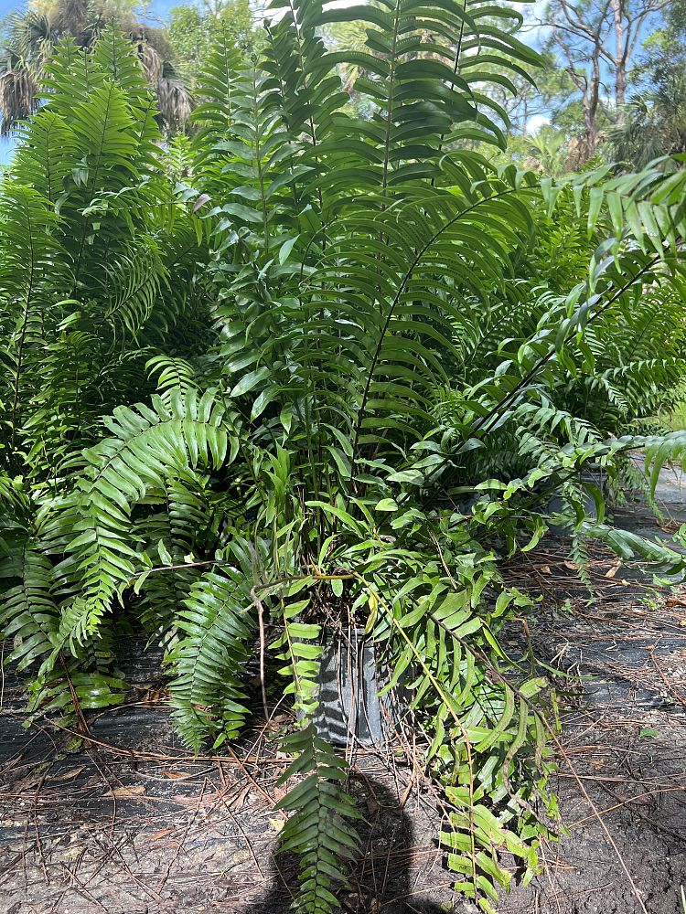 nephrolepis-biserrata-macho-giant-sword-fern-macho-fern