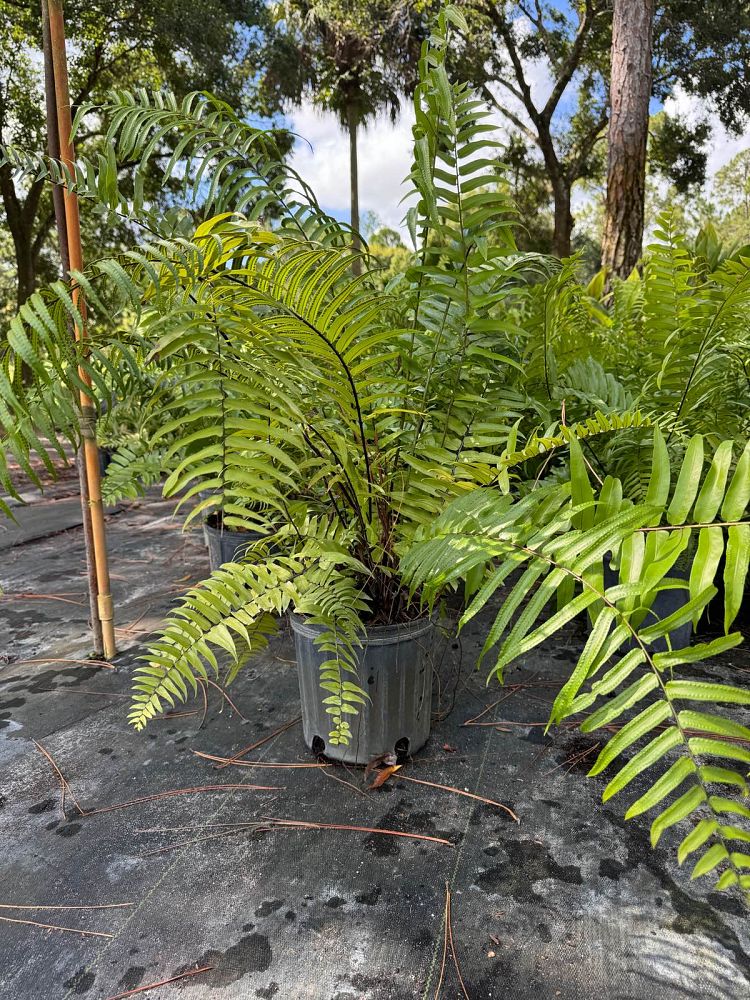 nephrolepis-biserrata-macho-giant-sword-fern-macho-fern