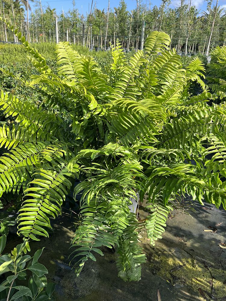 nephrolepis-biserrata-macho-giant-sword-fern-macho-fern