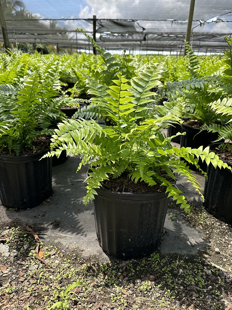 nephrolepis-biserrata-macho-giant-sword-fern-macho-fern