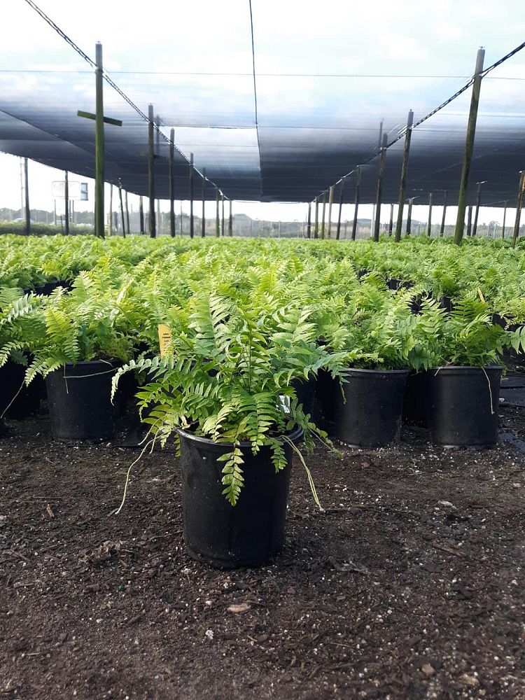 nephrolepis-biserrata-macho-giant-sword-fern-macho-fern