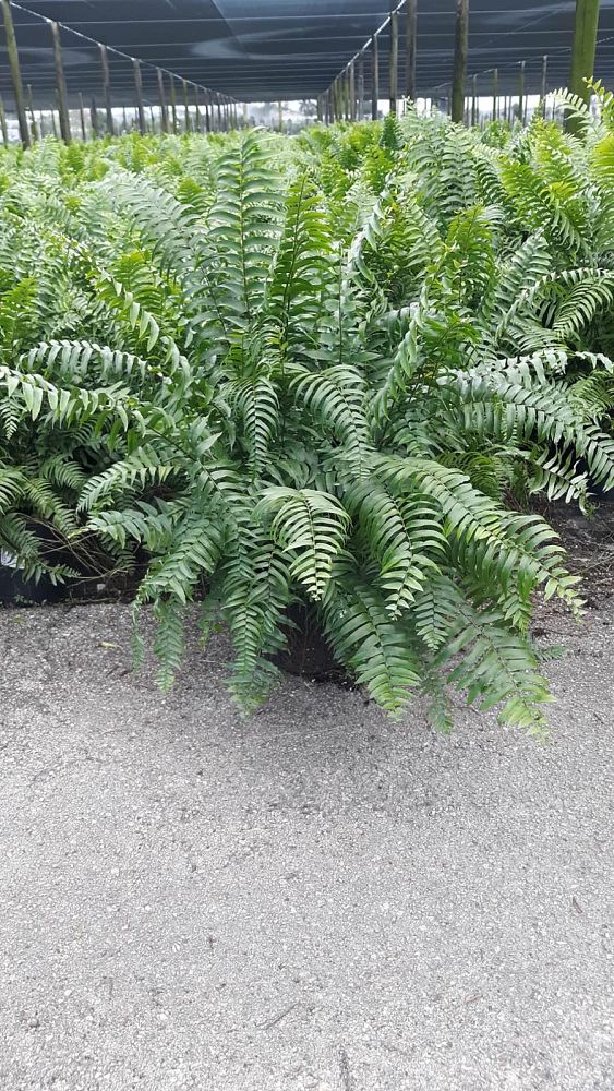 nephrolepis-biserrata-macho-giant-sword-fern-macho-fern