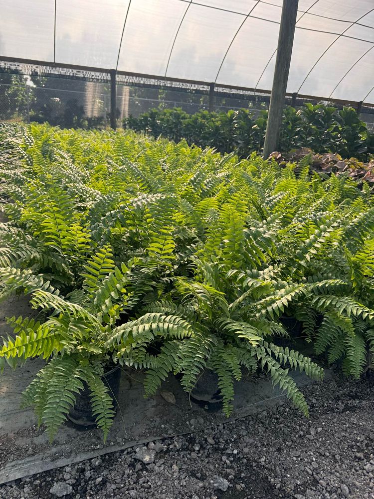 nephrolepis-biserrata-macho-giant-sword-fern-macho-fern