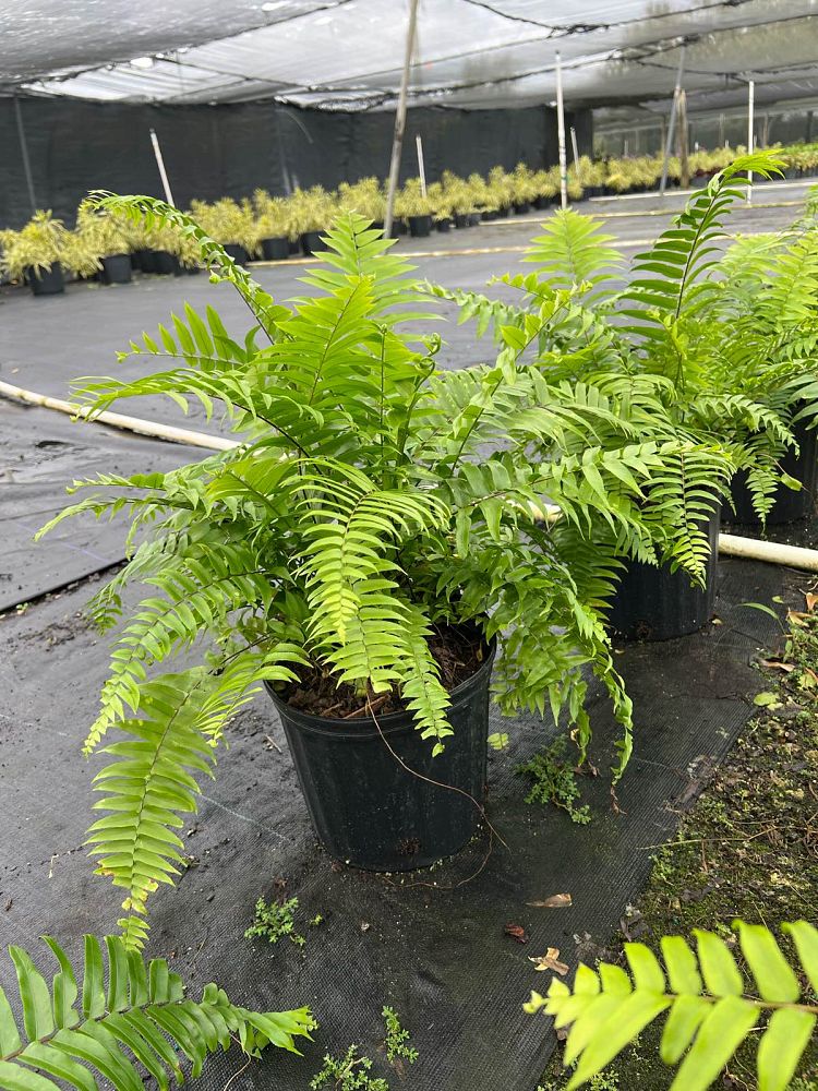 nephrolepis-biserrata-macho-giant-sword-fern-macho-fern