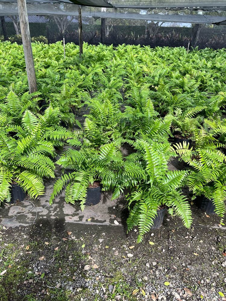 nephrolepis-biserrata-macho-giant-sword-fern-macho-fern