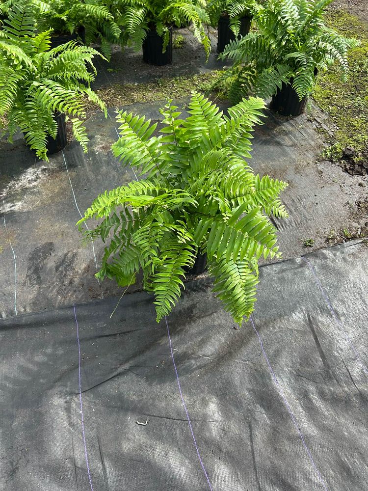 nephrolepis-biserrata-macho-giant-sword-fern-macho-fern