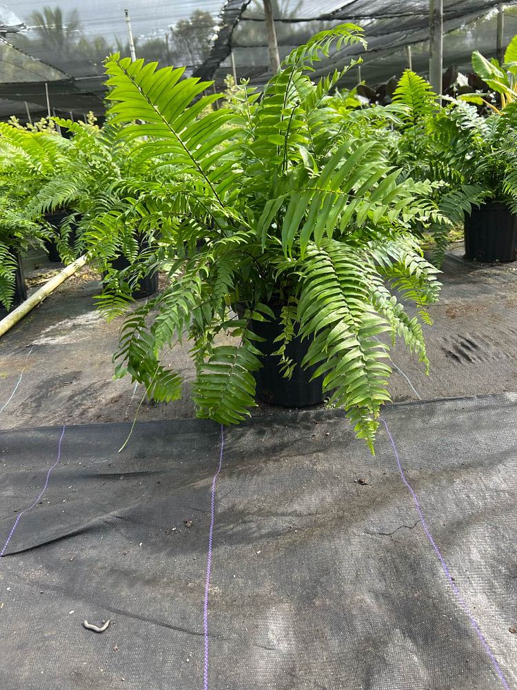 nephrolepis-biserrata-macho-giant-sword-fern-macho-fern