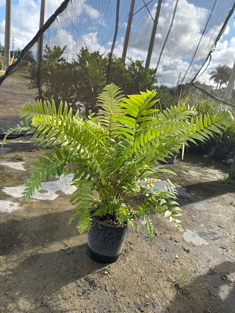 nephrolepis-biserrata-macho-giant-sword-fern-macho-fern