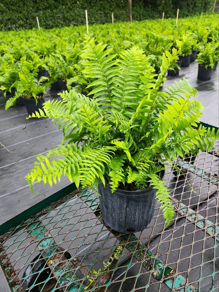 nephrolepis-biserrata-macho-giant-sword-fern-macho-fern