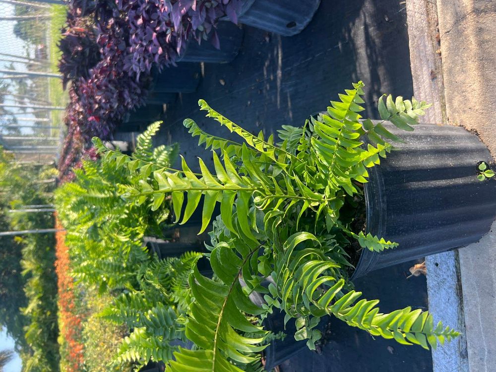 nephrolepis-biserrata-macho-giant-sword-fern-macho-fern