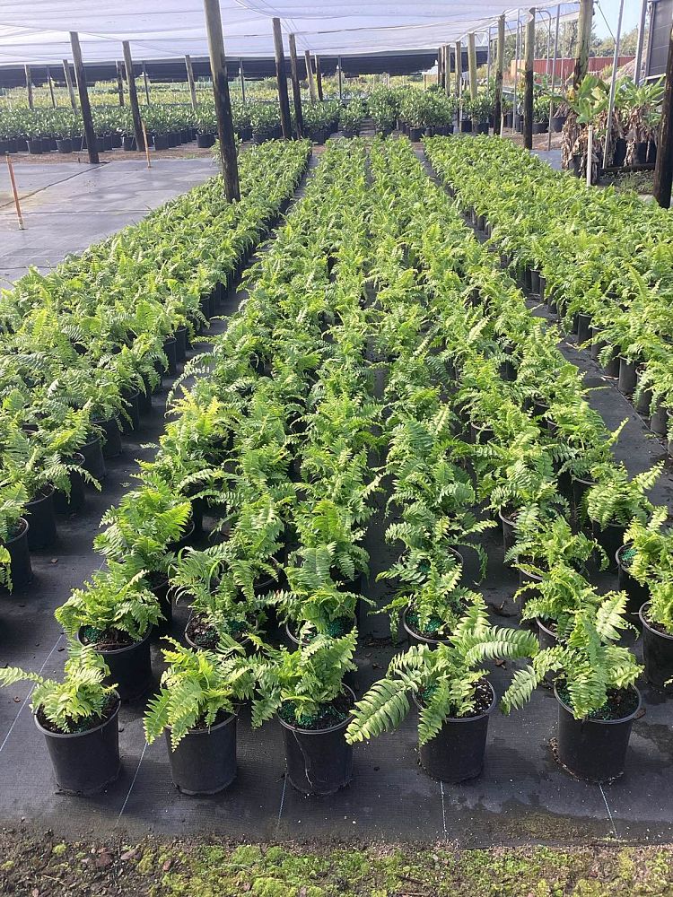 nephrolepis-biserrata-macho-giant-sword-fern-macho-fern