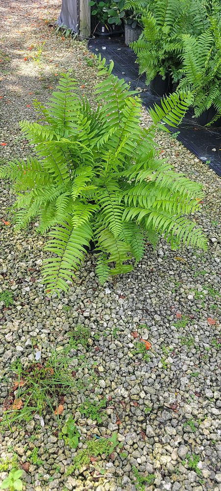 nephrolepis-biserrata-macho-giant-sword-fern-macho-fern