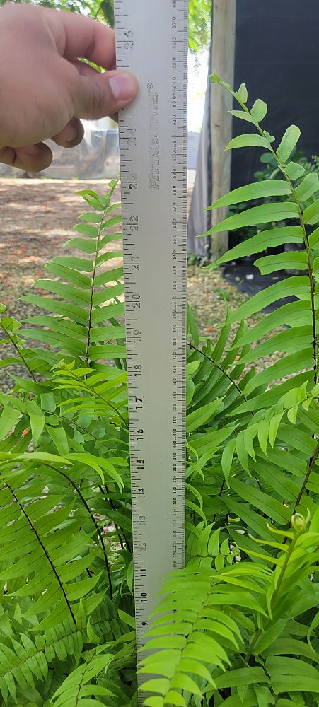 nephrolepis-biserrata-macho-giant-sword-fern-macho-fern