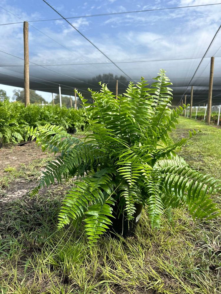 nephrolepis-biserrata-macho-giant-sword-fern-macho-fern