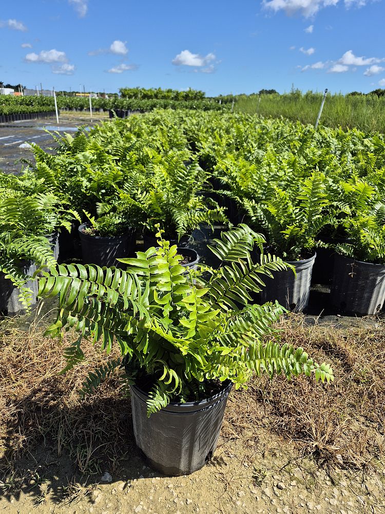 nephrolepis-biserrata-macho-giant-sword-fern-macho-fern