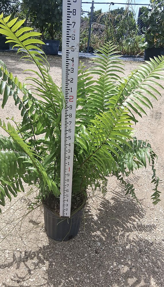 nephrolepis-biserrata-macho-giant-sword-fern-macho-fern