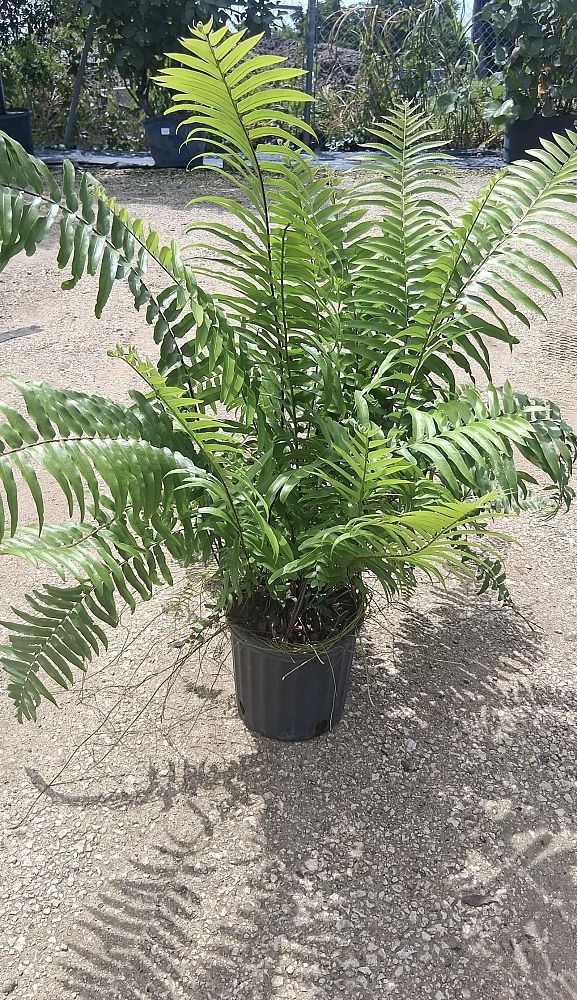 nephrolepis-biserrata-macho-giant-sword-fern-macho-fern