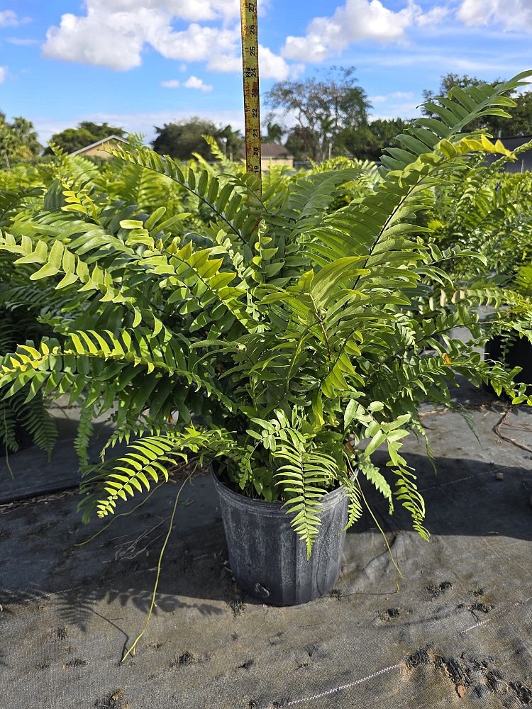 nephrolepis-biserrata-macho-giant-sword-fern-macho-fern