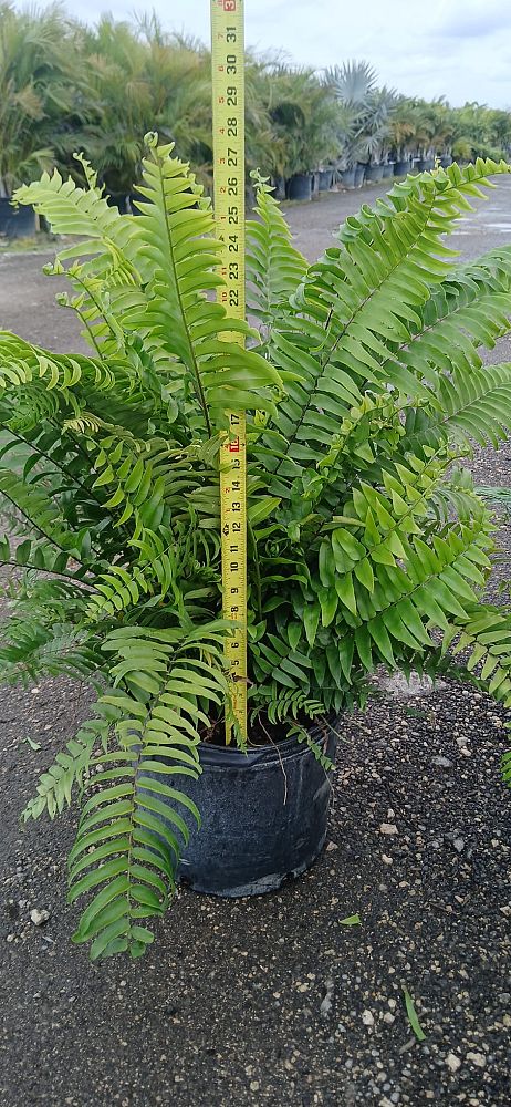 nephrolepis-biserrata-macho-giant-sword-fern-macho-fern