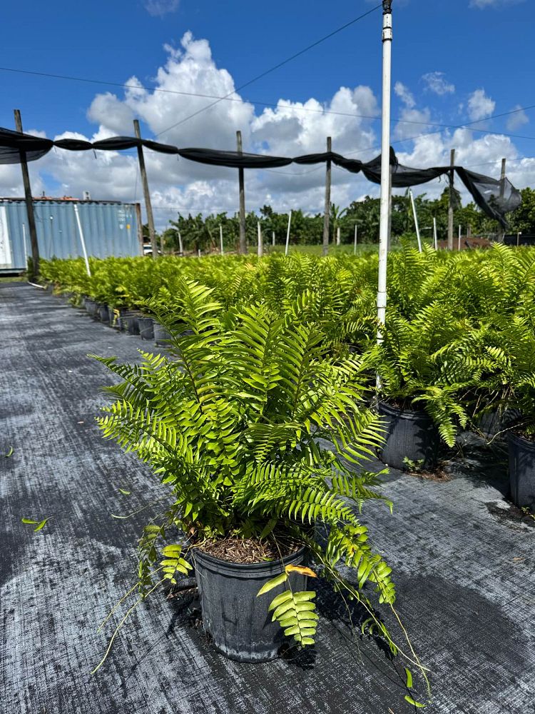 nephrolepis-biserrata-macho-giant-sword-fern-macho-fern