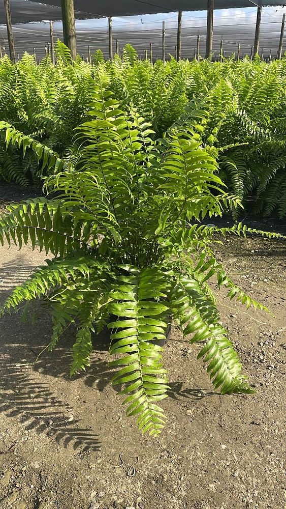nephrolepis-biserrata-macho-giant-sword-fern-macho-fern