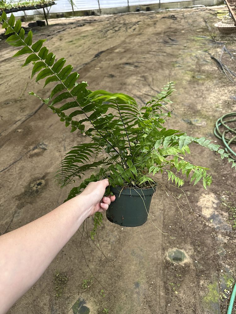 nephrolepis-biserrata-macho-giant-sword-fern-macho-fern