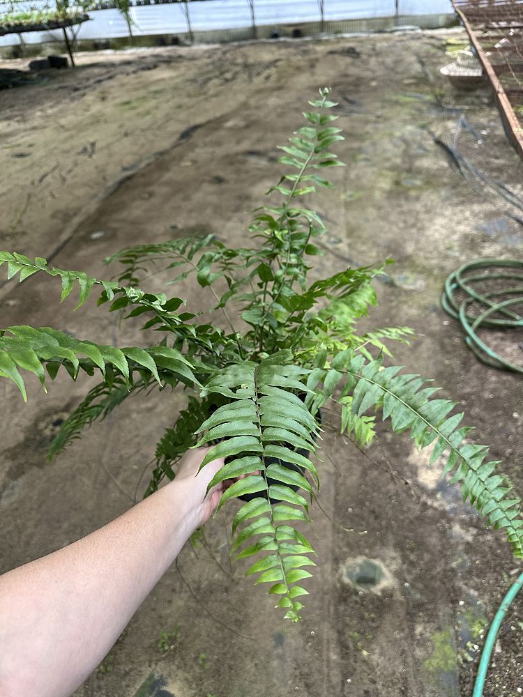 nephrolepis-biserrata-macho-giant-sword-fern-macho-fern