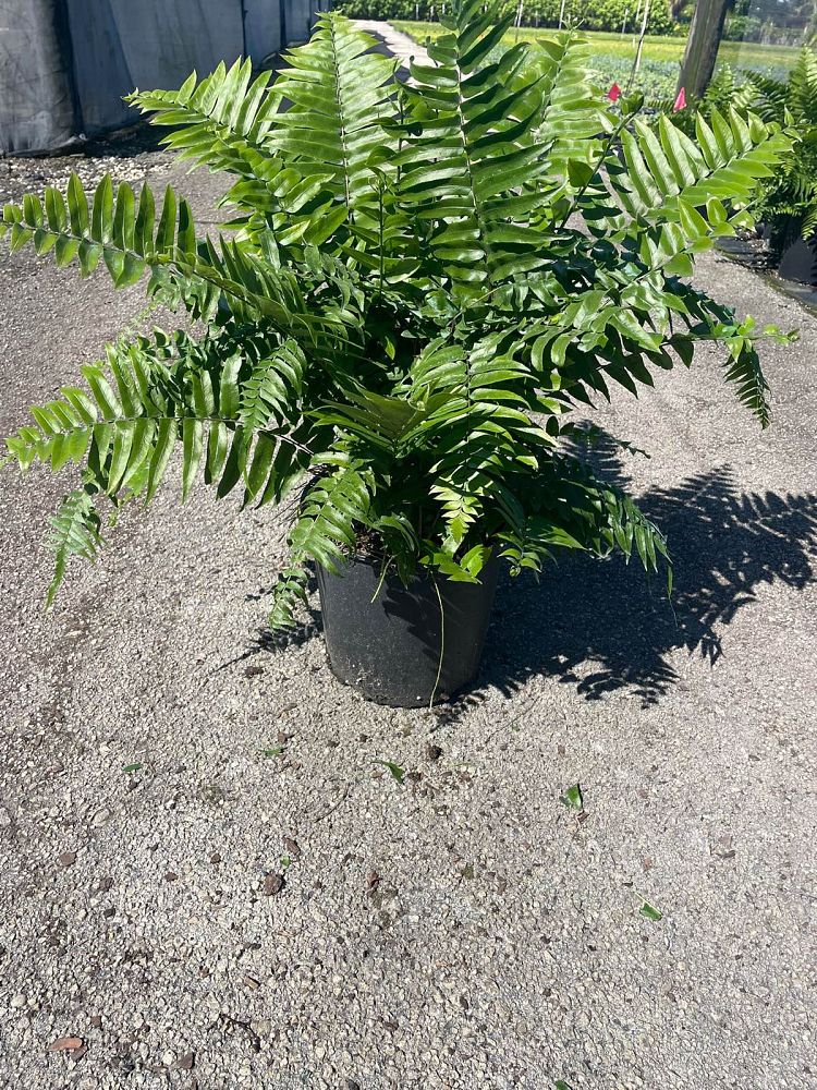 nephrolepis-biserrata-macho-giant-sword-fern-macho-fern