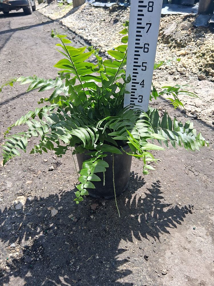 nephrolepis-biserrata-macho-giant-sword-fern-macho-fern