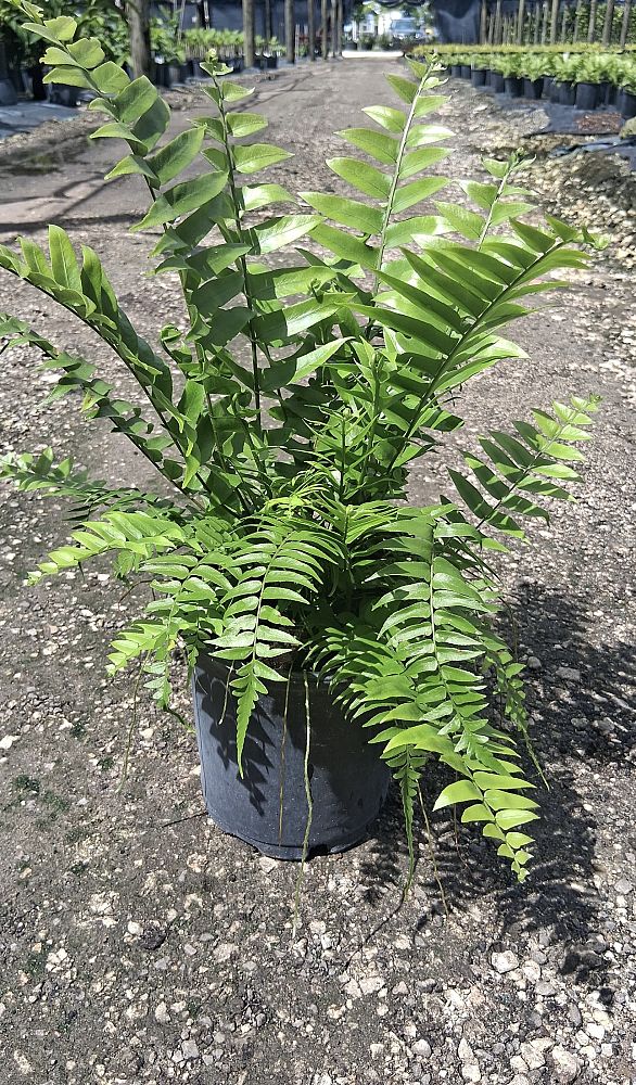 nephrolepis-biserrata-macho-giant-sword-fern-macho-fern