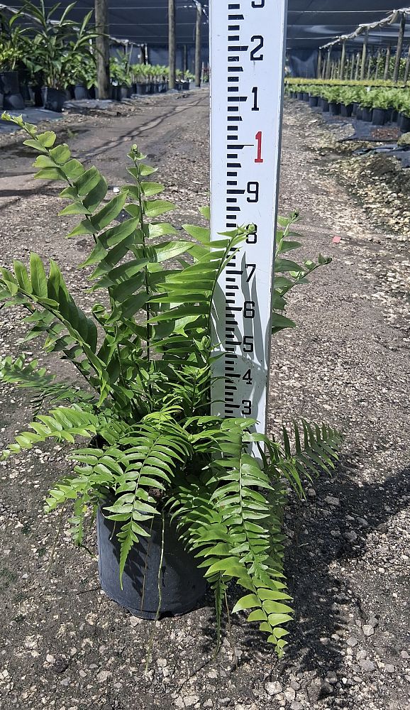 nephrolepis-biserrata-macho-giant-sword-fern-macho-fern